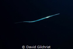 A Coronetfish. Saw a number of these but was able to isol... by David Gilchrist 